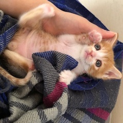 譲渡完了　やんちゃな茶白の男の子 生後二ヶ月