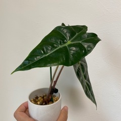 アロカシア　アマゾニカ　ポリーの画像