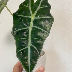 アロカシア　アマゾニカ　ポリーの画像