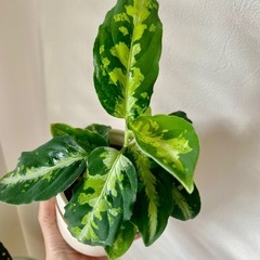 アグラオネマピクタムトリカラー　観葉植物
