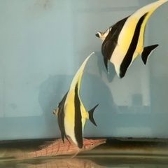 海水魚　熱帯魚　カニ　エビ　海藻