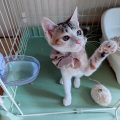 子猫2匹の里親募集　一時休止