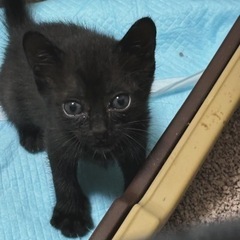 2ヶ月半の可愛い子猫