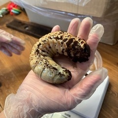 残）少！D.H.ヘラクレス新成虫♂お子様のプレゼントや夏休みの自由研究等に　カブト虫の画像