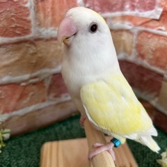 コザクラインコ