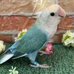 コザクラインコ  ブルーチェリー