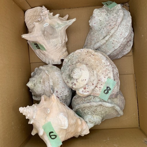 沖縄県産 貝殻 巨大 特大 20貝殻 夜光貝など 大きな貝殻 約20個 まとめ