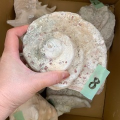 沖縄県産 貝殻 巨大 特大 20貝殻 夜光貝など 大きな貝殻 約20個