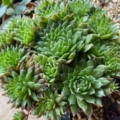多肉植物　センペルビウム　