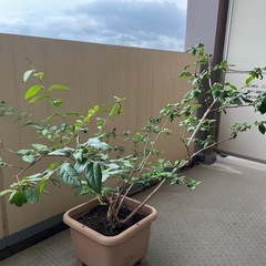ブルーベリー　鉢植え