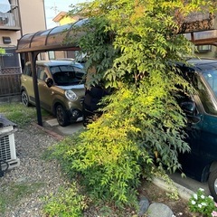 庭石・砂利・樹木など色々無料　茨城県古河市の画像