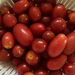 ミニトマト30個おまけに‼︎加熱用30個くらい差し上げます