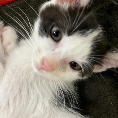 祝＊ずっとのおうちが決まりました♪白黒ハチワレ8ヶ月男の子 ガッちゃん