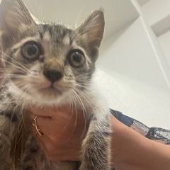 至急子猫里親