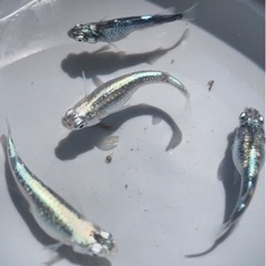 メダカ!!ボブマーリー(墨武×マリアージュ)!!若魚 5匹での価格
