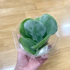 カランコエ デザートローズ