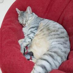 猫の爪に負けないビーズクッションの画像