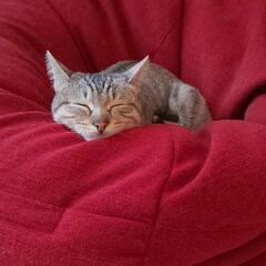 猫の爪に負けないビーズクッションの画像