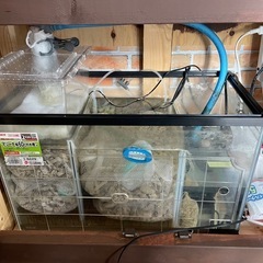 90cm オーバーフロー水槽の画像