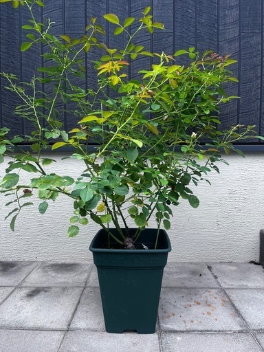 バラ苗　和バラ　いおり