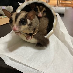 【お話し中　応募は締め切りました！沢山のご応募ありがとうございま...