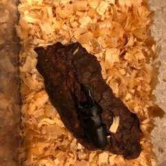 コクワガタ38㍉♂2匹