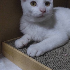 生後3ヶ月の白ちゃん☆（代理投稿です）