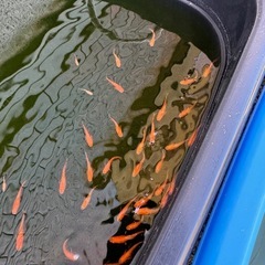 [メダカ]楊貴妃メダカ10匹