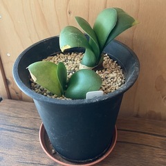 マユハケオモト（ハエマンサス） 観葉植物