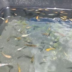 おまかせミックスメダカ幼魚　20匹 +ミナミヌマエビ5匹+レッド...