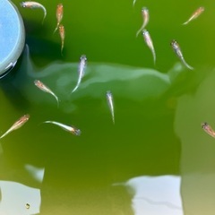 メダカ各1セット限りの画像