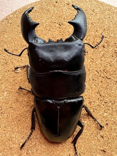 極太スマトラヒラタ96.0㎜ペア