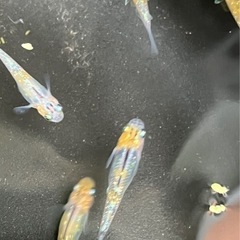 Mixめだか④の画像