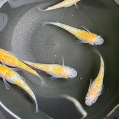 Mixめだか④の画像