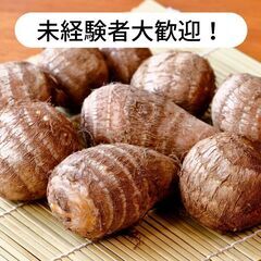 愛媛県松山市小栗で里芋の皮剥き作業等のお仕事！【単発/短期求人】