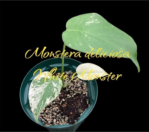 観葉植物【モンステラ デリシオーサ ホワイト モンスター】