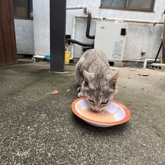 今日、検査、去勢、リターン。