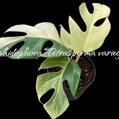 パラゴンとは別種　観葉植物【ラフィドフォラ テトラスペルマ バリ...