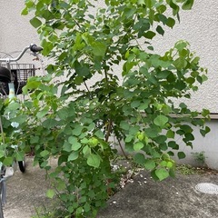庭木　ナンキンハゼ シンボルツリーにいかがでしょうか 