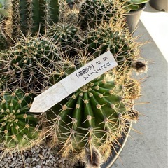 サボテン   ロビオプシス　SP（交配種）　大型の画像