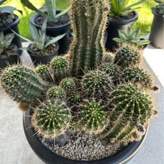 サボテン   ロビオプシス　SP（交配種）　大型