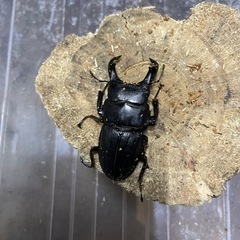 スジブトヒラタクワガタペア