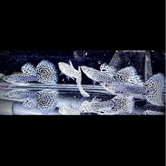 ホワイトタイガー　ビッグドーサルグッピー　
１ペア