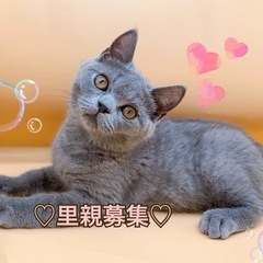 【里親募集🙇‍♀️】ブリティッシュ　ブルーの男の子♡