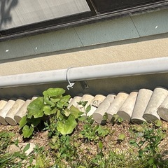 植木