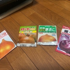2024玉ねぎ苗　50本250円　