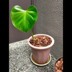観葉植物のモンステラ