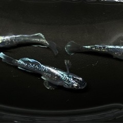 メダカ　スペード　稚魚10匹の画像