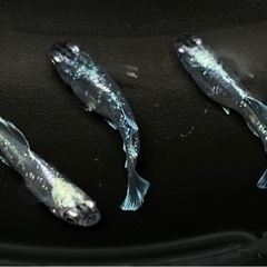メダカ　スペード　稚魚10匹の画像