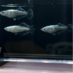 メダカ　スペード　稚魚10匹の画像
